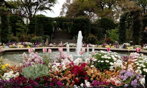 春の港の見える丘公園の様子